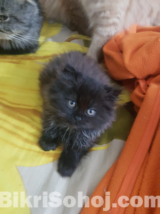 Pure Persian male kittens